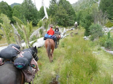  Bambus gestr&uuml;p auf unserm Ritt durch die Anden